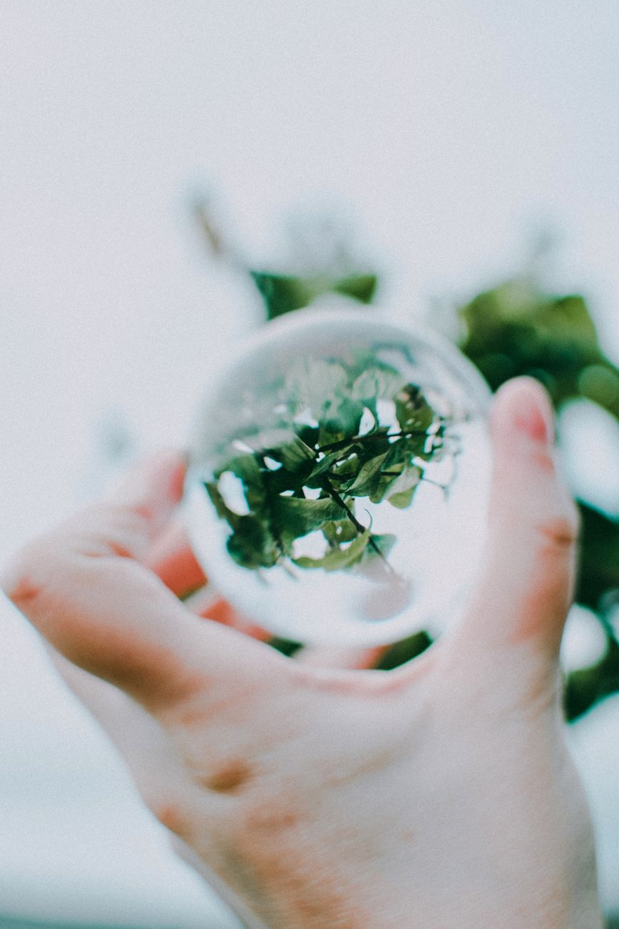 shallow focus photo of green plants
